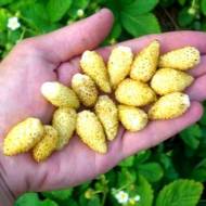 Саджанець Суниця лісова Ананасна в контейнері